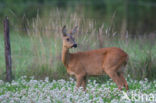 Ree (Capreolus capreolus)