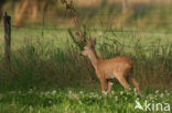 Ree (Capreolus capreolus)