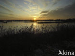 Riet (Phragmites australis)