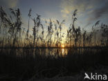 Riet (Phragmites australis)