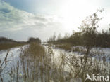 Riet (Phragmites australis)