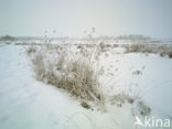 Riet (Phragmites australis)