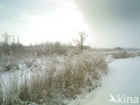 Riet (Phragmites australis)