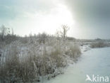 Riet (Phragmites australis)