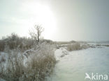 Riet (Phragmites australis)