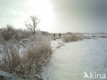 Riet (Phragmites australis)