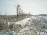 Riet (Phragmites australis)