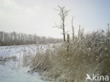 Riet (Phragmites australis)