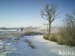 Riet (Phragmites australis)