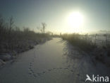 Riet (Phragmites australis)