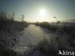 Riet (Phragmites australis)