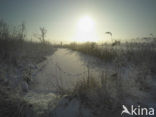 Riet (Phragmites australis)