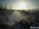 Riet (Phragmites australis)