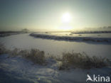 Riet (Phragmites australis)