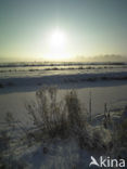 Riet (Phragmites australis)