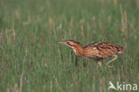 Roerdomp (Botaurus stellaris) 