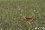 Roerdomp (Botaurus stellaris) 