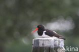 Scholekster (Haematopus ostralegus)