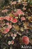 Vliegenzwam (Amanita muscaria)