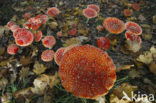 Vliegenzwam (Amanita muscaria)