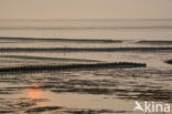 Waddenzee