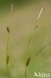 Zilte zegge (Carex distans)