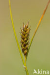 Zilte zegge (Carex distans)