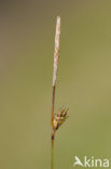 Zilte zegge (Carex distans)