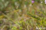 Zilte zegge (Carex distans)