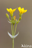 Zomerbitterling (Blackstonia perfoliata subsp. perfoliata)