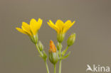 Zomerbitterling (Blackstonia perfoliata subsp. perfoliata)