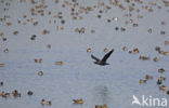 Aalscholver (Phalacrocorax carbo)