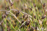 Armbloemige waterbies (Eleocharis quinqueflora) 