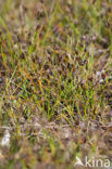 Armbloemige waterbies (Eleocharis quinqueflora) 