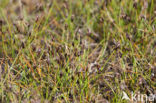 Armbloemige waterbies (Eleocharis quinqueflora) 