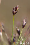 Armbloemige waterbies (Eleocharis quinqueflora) 