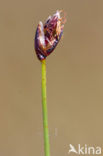 Armbloemige waterbies (Eleocharis quinqueflora) 