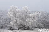 Berk (Betula)