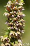 Brede wespenorchis (Epipactis helleborine)