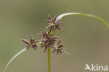 Bruin cypergras (Cyperus fuscus)