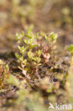 Dwergbloem (Anagallis minima