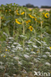 Franse aardkastanje (Conopodium majus) 