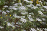 Franse aardkastanje (Conopodium majus) 