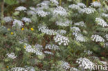 Franse aardkastanje (Conopodium majus) 