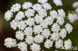 Franse aardkastanje (Conopodium majus) 