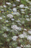 Franse aardkastanje (Conopodium majus) 