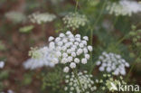 Franse aardkastanje (Conopodium majus) 