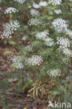 Franse aardkastanje (Conopodium majus) 