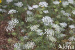 Franse aardkastanje (Conopodium majus) 