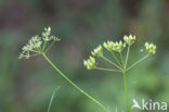 Franse aardkastanje (Conopodium majus) 